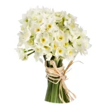 Нарциссы белые